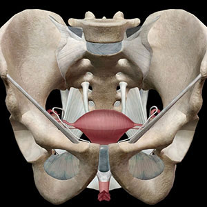 urogynecology